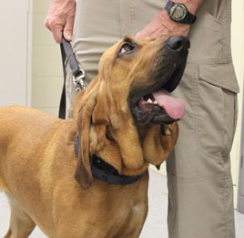 Bloodhound1 Bloodhound1